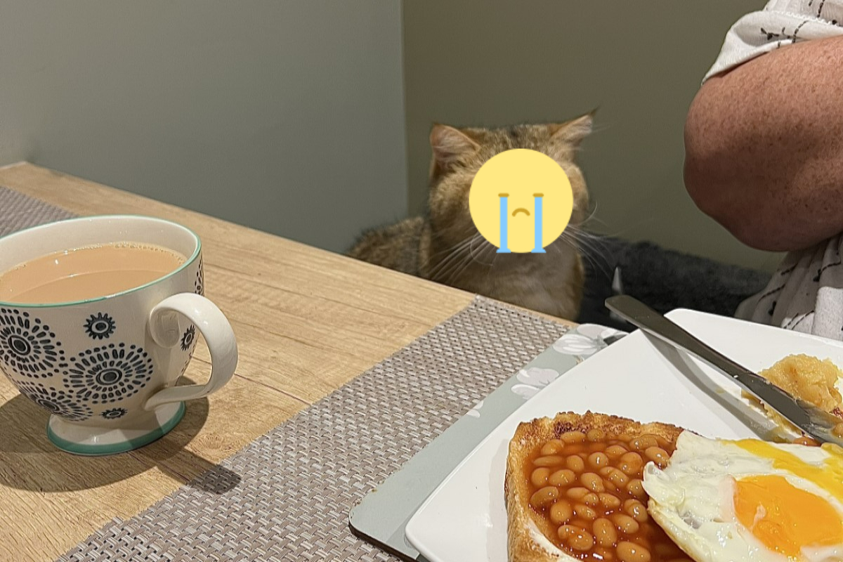 ▲國外一隻貓咪盯著奴才吃晚餐，一臉悲情的模樣引起網友討論。（圖／推特帳號kl_coop）