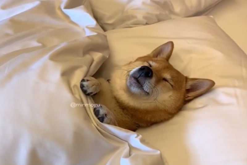 ▲日本一隻柴犬喜歡像人類一樣躺枕頭蓋被被睡覺。（圖／IG帳號mirimogu）