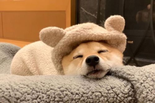 睡覺系網紅!柴柴蓋被睡覺「露小手手」 網笑:是人吧? ▲小花非常喜歡睡覺。(圖/IG帳號mirimogu)