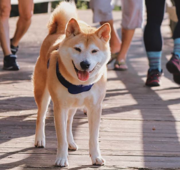 ▲原PO好奇「為何台灣人超愛養柴犬」，而真實原因曝光後，全場也認了。（示意圖／取自unsplash）