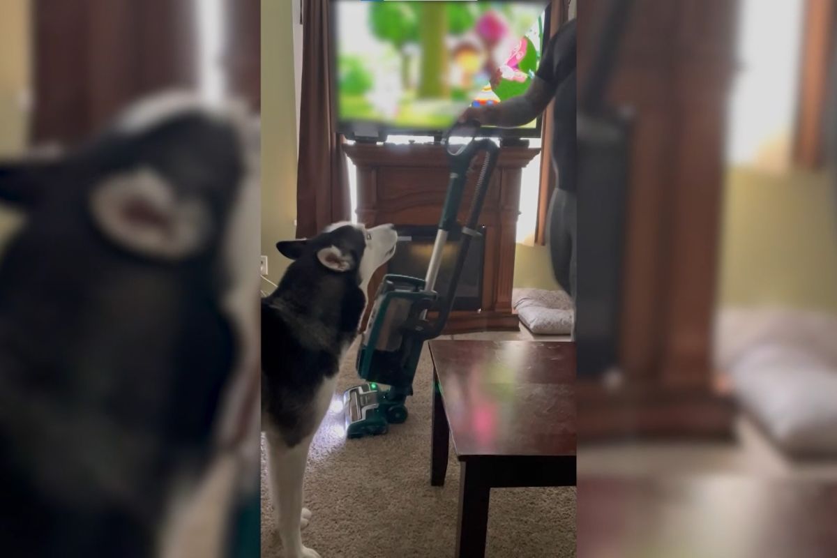 ▲國外一隻哈士奇，相當討厭吸塵器的聲音。（圖／AP美聯社／Jukin Media）