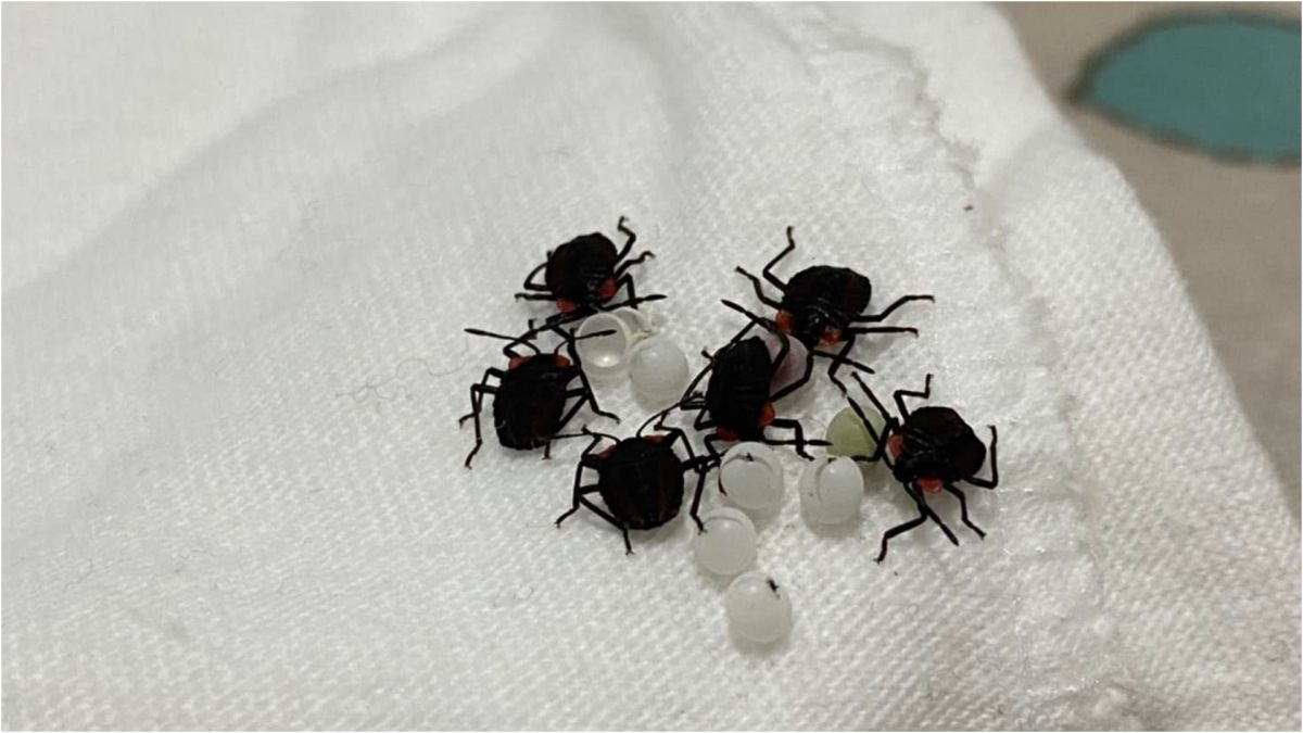 ▲有網友從衣櫃翻到奇怪的黑色小蟲，讓婆媽們嚇壞，（圖／台北之北投幫、網友授權提供）