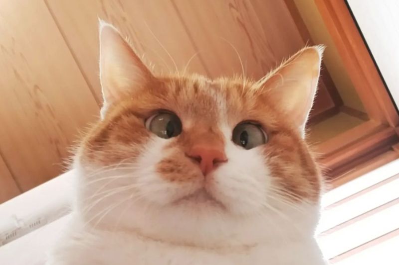 ▲日本的一隻橘白貓有鬥雞眼，卡通般的臉蛋萌翻眾網友。（圖／Instagram：hana20160401）