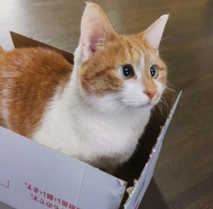 ▲花跟普通貓一樣非常喜歡紙箱。（圖／Instagram：hana20160401）