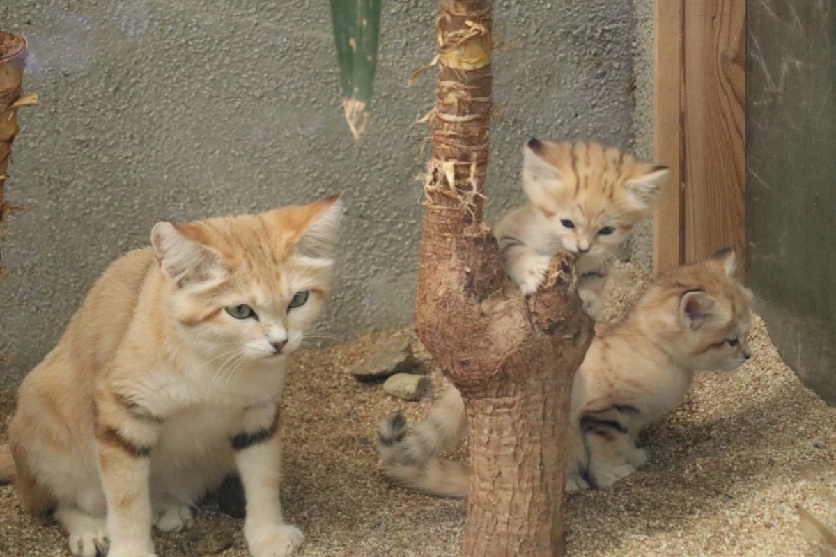 ▲小沙漠貓活力無比，媽媽一打四，眼神藏不住疲憊。（圖／Twitter：kobe_doubutsu ）