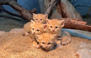 ▲四隻小小沙漠貓亮相。（圖／Twitter：kobe_doubutsu ）