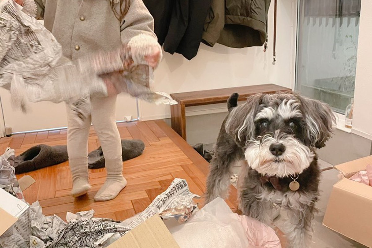 ▲小主人玩瘋，將地上弄得一片狼藉，狗狗看向飼主發出靈魂拷問：「她這樣OK？」（圖／Twitter：jijitoto_unit） 