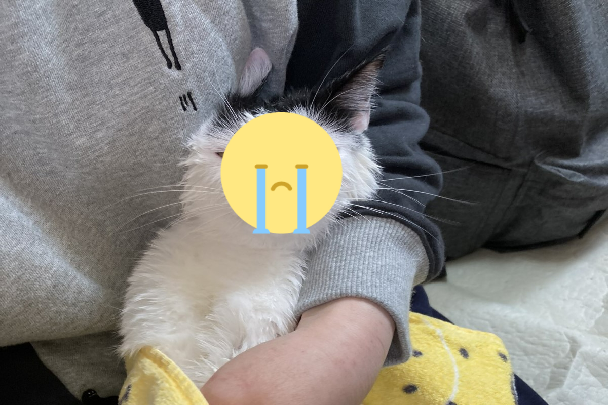 ▲日本一隻貓咪洗澡後出現超級厭世的表情，讓許多網友都笑翻了。（圖／推特帳號59038xca）