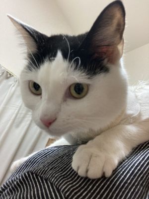 ▲推主家的黑白貓叫做「Pechiko（ぺちこ）」，天生自備中分瀏海，目前剛滿1歲，（圖／推特帳號59038xca）