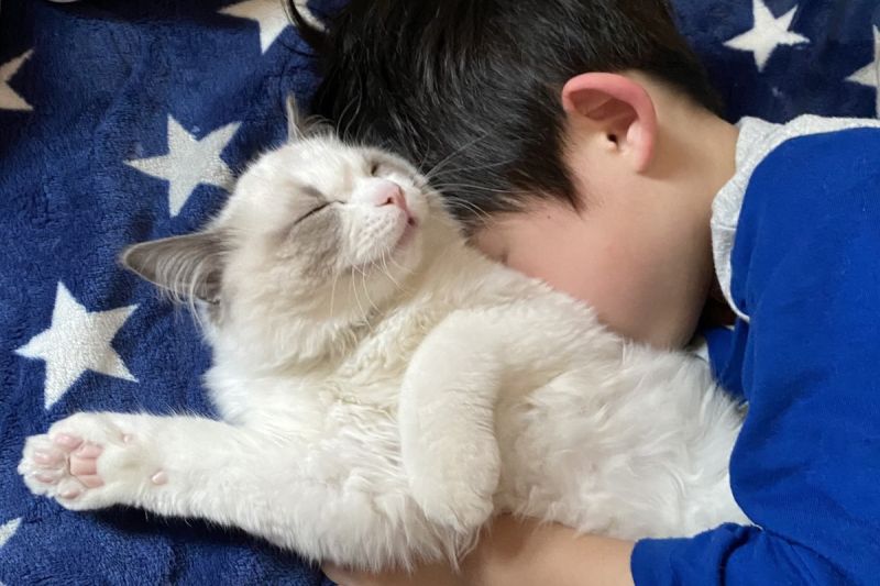 ▲日本一名小貓奴吸貓吸到睡著，與愛貓一起酣睡。（圖／推特帳號LUCA_10_24）