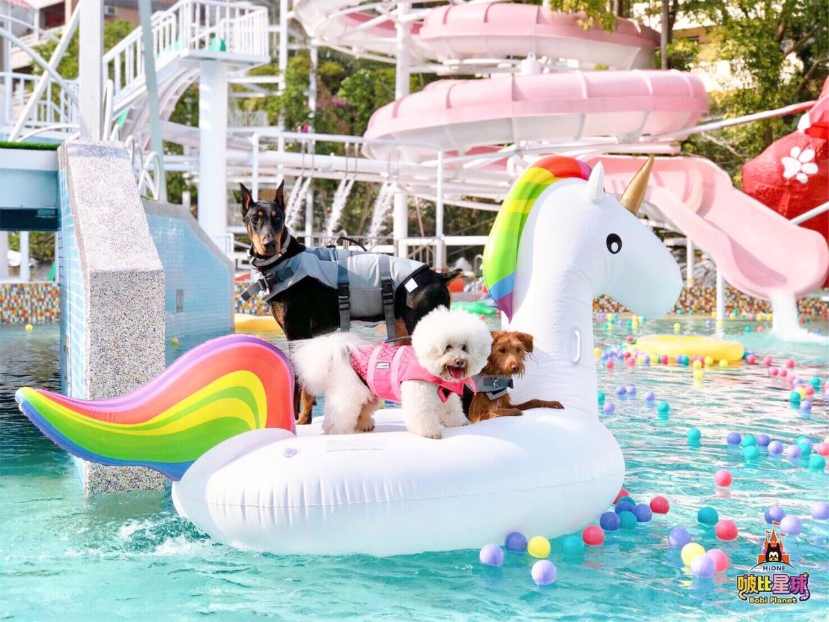 ▲國際寵物日帶毛孩一起度假去，寵物友善露營區竟有毛小孩專屬帳篷！五星級台北君悅飯店更提供豐富寵物專屬備品，從睡墊、餐碗食品、潔牙骨、尿布到專屬洗毛精通通幫大家準備好。（圖／KLOOK提供）