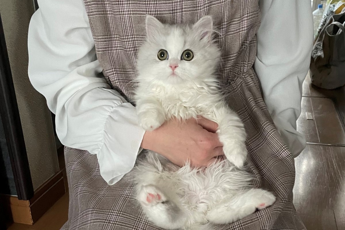 ▲這隻小貓就像穿越進動漫《進擊的巨人》一般，竟會對飼主擺出「獻出心臟」的姿勢。（圖／Twitter：NEKOLAND13）