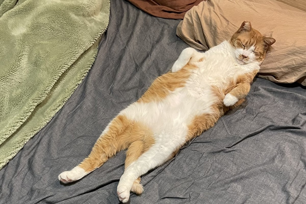 ▲飼主的枕頭和床位全被貓佔領，牠慵懶躺平：「今天換你睡貓窩」。（圖／Twitter：mitoconcon） 