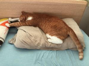 ▲偶爾也會「當回一般貓」，整個身體躺上枕頭。（圖／Twitter：mitoconcon） 