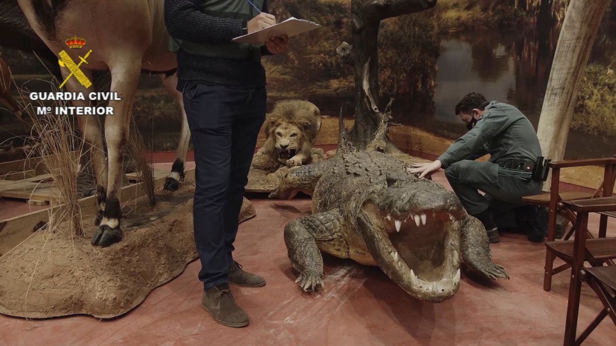 ▲西班牙國民警衛隊近日查獲數量龐大的動物標本，當中包含瀕危和已滅絕生物。（圖／美聯社／達志影像）