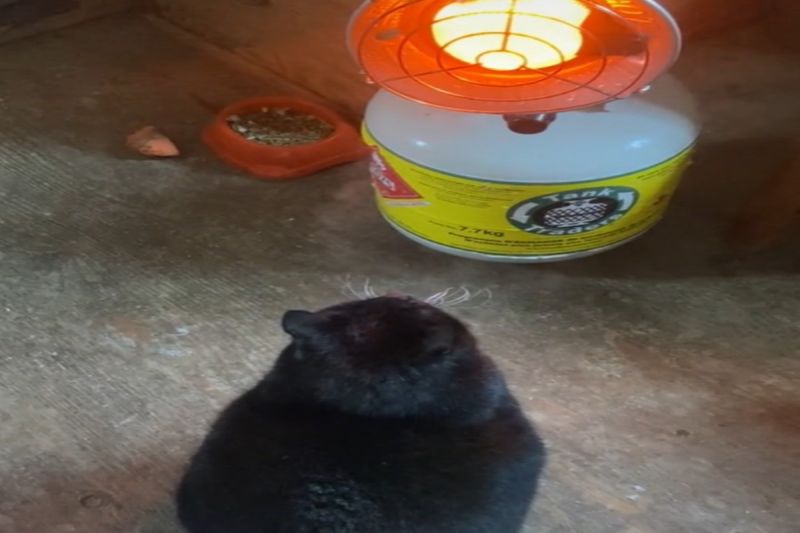 ▲一隻黑貓站在暖爐前曬到冒煙。（圖／TikTok帳號walkaboutfarm）