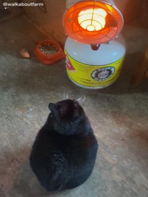 ▲這天黑貓山姆在暖爐前取暖，身上卻冒出陣陣白煙。（圖／TikTok帳號walkaboutfarm）