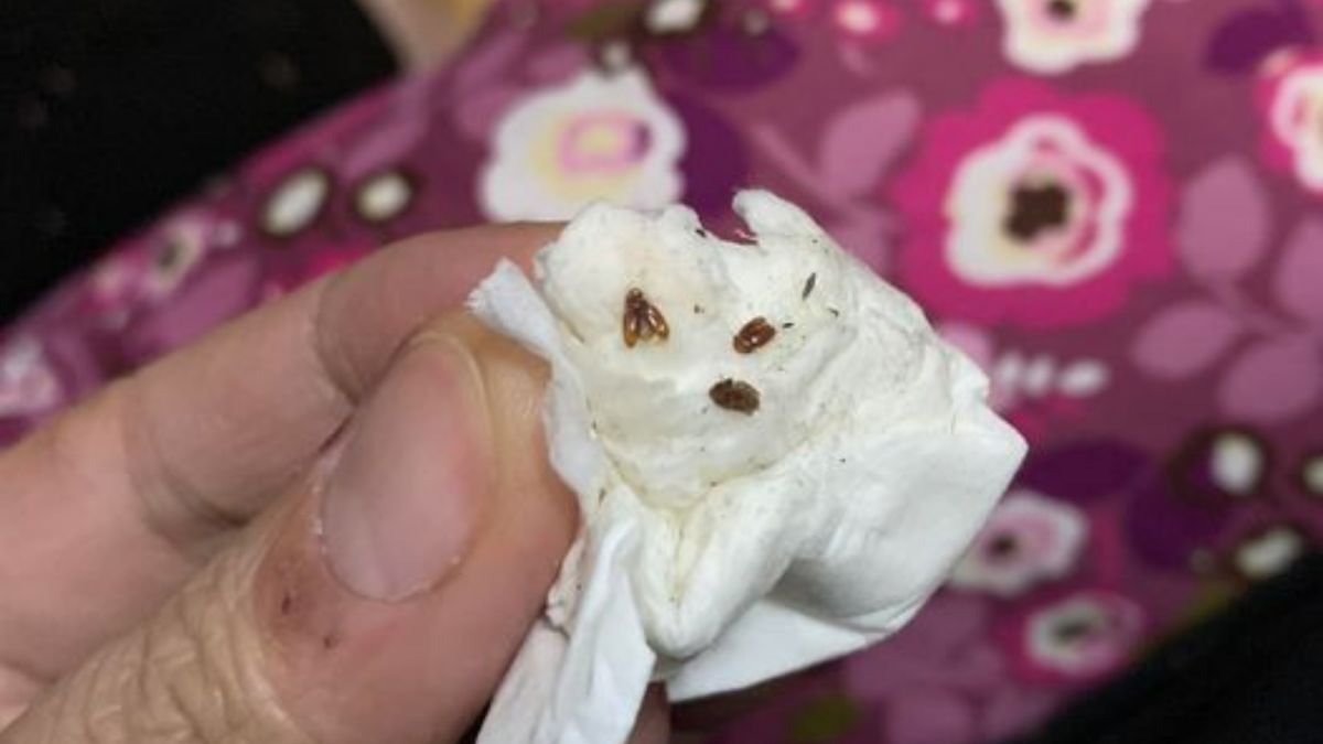 ▲有網友在家裡掃到像綠豆蒜的奇怪蟲子，讓他非常困擾。（圖／翻攝爆怨2公社）