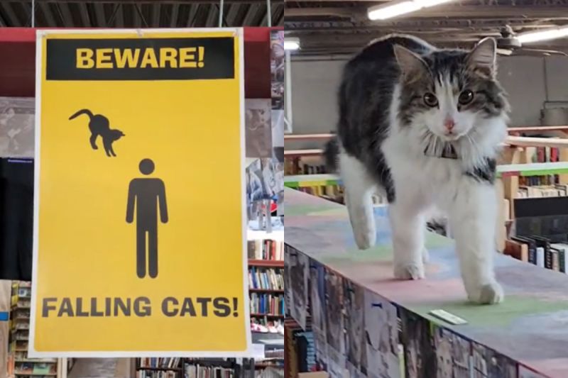▲書店中藏著一個神秘喵警告，原來是會有三隻貓咪在天空步道上陪顧客挑書。（圖／TiKTok：cupboardmakerbooksstore）