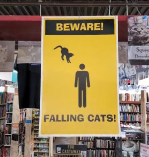 ▲書店中掛著大大的警示牌「小心貓咪跳落」。（圖／TiKTok：cupboardmakerbooksstore）