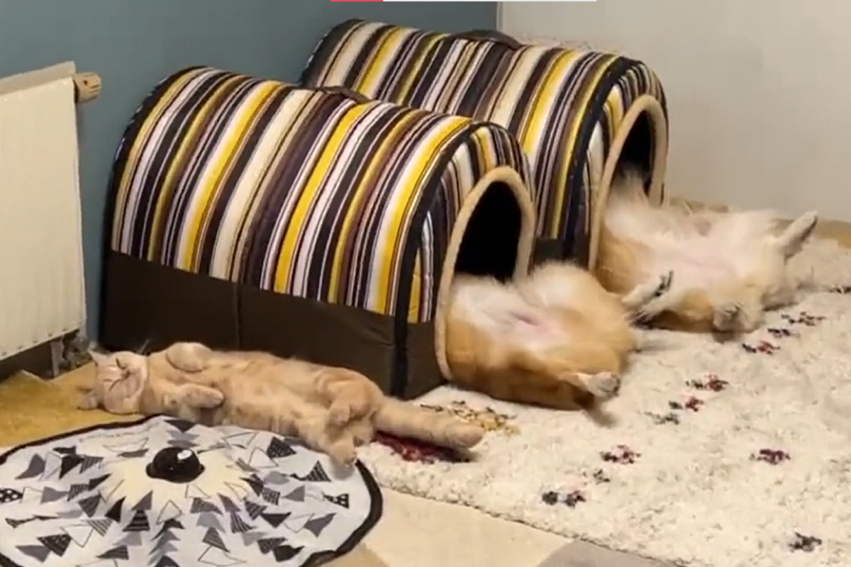 ▲柯基睡在狗窩中開心地露肚肚睡覺，沒有窩的貓咪頭上空空看起來好淒涼，網友鼓吹：「再買一個！」（圖／Twitter：mush2167312） 