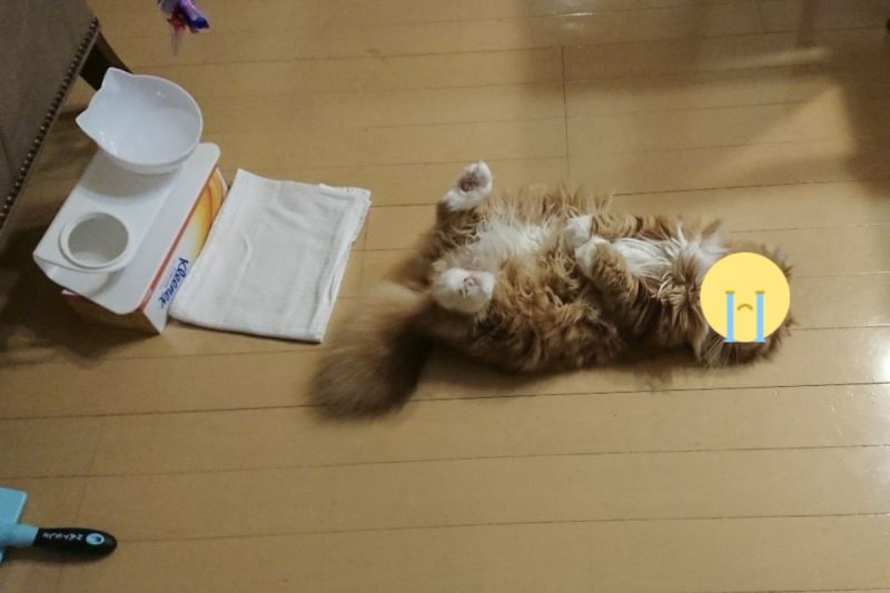 ▲日本一隻貓咪肚子餓，竟然在空碗前躺平翻肚裝辛酸。（圖／推特帳號cats_mimige）