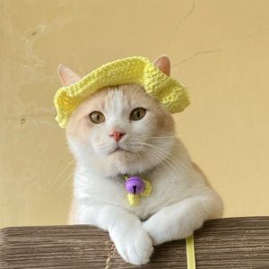▲「Pororo」是一隻專業的貓麻豆，在網路上擁有相當多粉絲關注。（圖／IG帳號lxx_pororo）