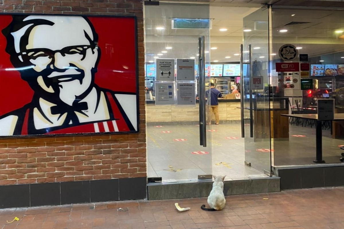 ▲馬來西亞一名網友日前在沙巴一間肯德基，看見一隻浪貓端坐在門口。（圖／FB帳號Michigo Gx）