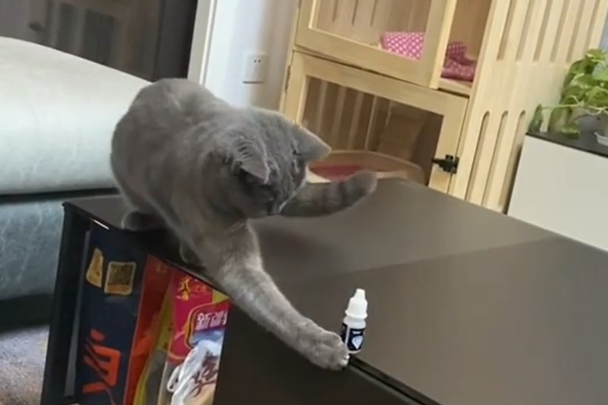 ▲東西被貓咪撥至桌子邊緣，牠竟良心發現回頭救，結局卻讓眾人傻了。（圖／抖音：貝貝） 