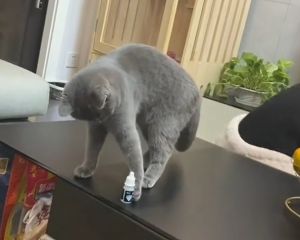 ▲貓貓將藥水推至桌邊後離開。（圖／抖音：貝貝） 
