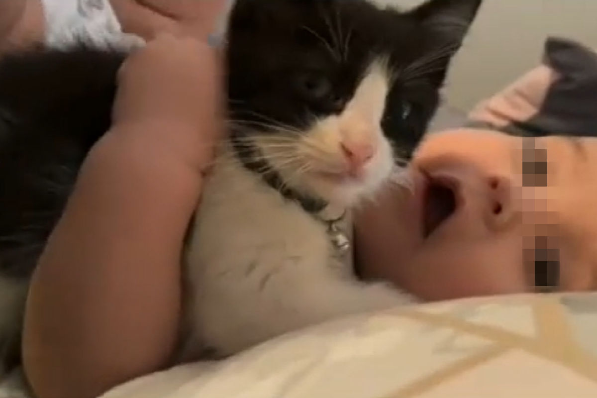 ▲奶貓與寶寶一同長大，媽媽曝光最新近況，網友見畫面全融化。（圖／TiKTok：dbzgalxo） 