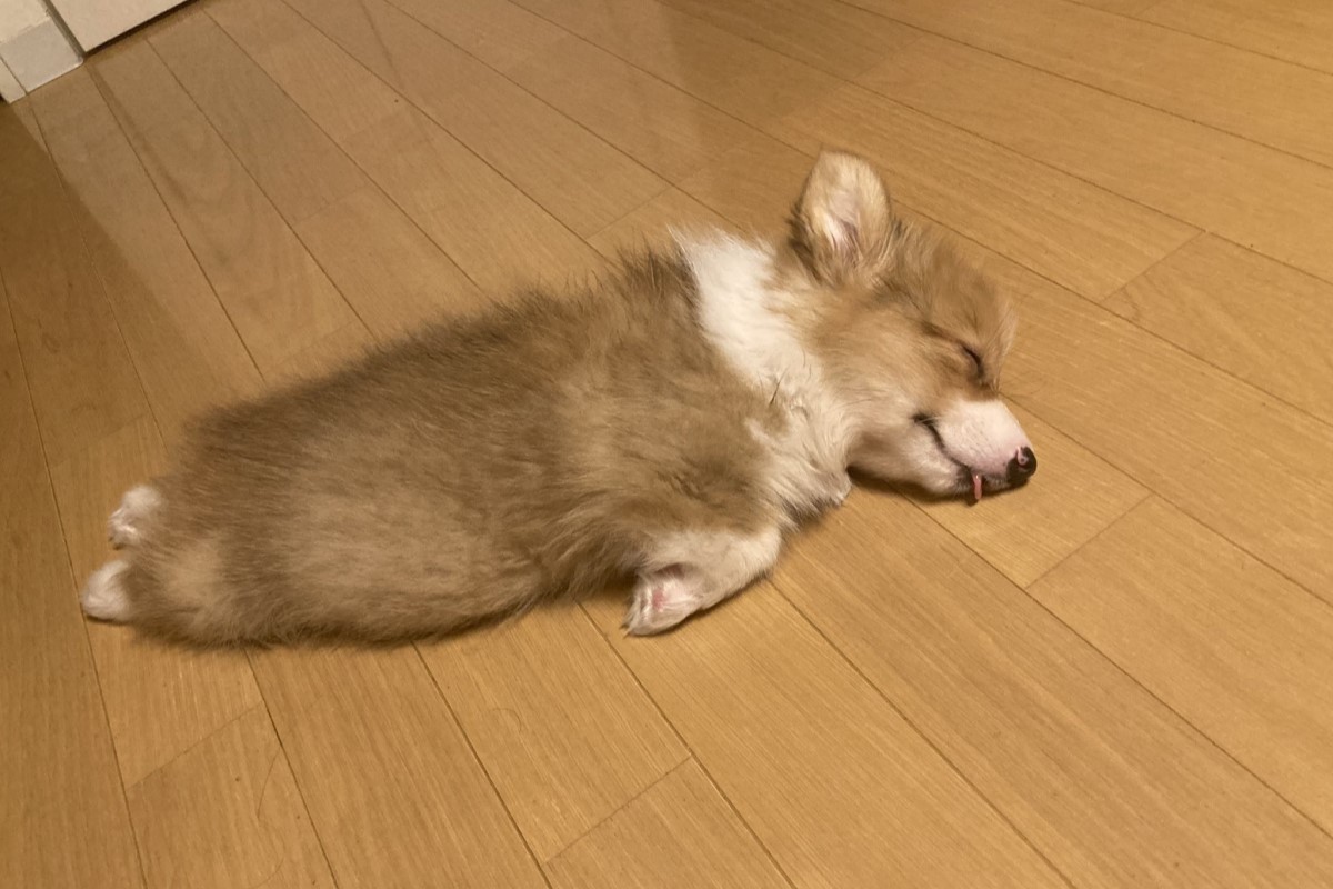 ▲小柯基隨時隨地突然斷電，可愛睡姿百百種，主人笑喊：「這樣子是海豹？」（圖／Twitter：cXIVPDgXhYADSlE） 