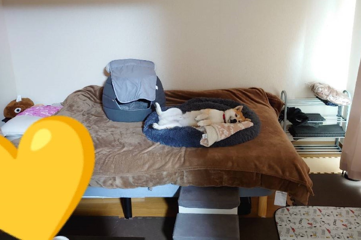 ▲一名飼主日前出門上班時，自家柴犬非但沒有起身，甚至只用眼神送行。（圖／推特帳號komajiro0926）