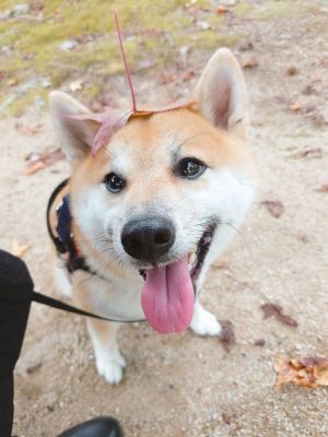 ▲「Komajiro（こま次郎）」是一隻三歲半的可愛柴犬。（圖／推特帳號komajiro0926）