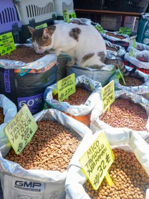 ▲住在土耳其的日本推主池畑先生日前經過寵物用品店時，看見一隻貓咪站在秤斤賣的飼料上大快朵頤！（圖／推特帳號dot_kyomu）