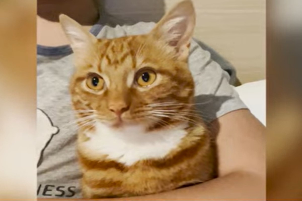 ▲上海一名飼主將橘貓借給鄰居半小時，換取3顆橘子引起網友熱烈討論！（圖／翻攝自《澎湃新聞》Youtube）