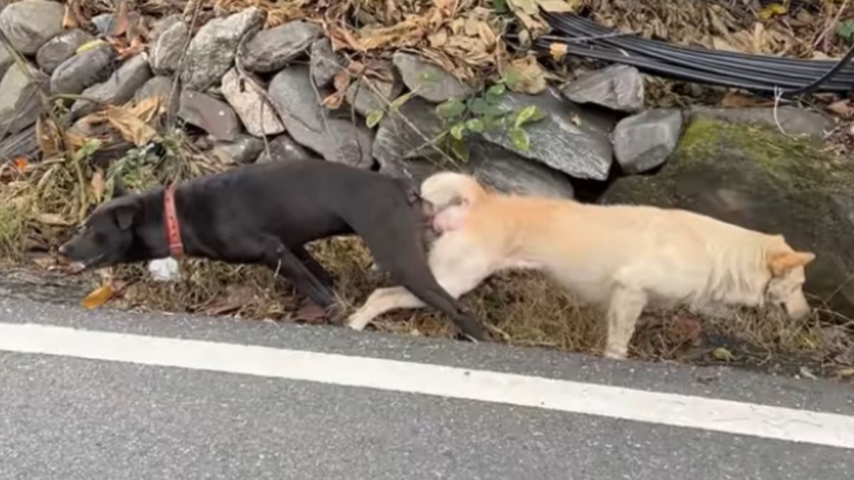 ▲有網友錄下影片，詢問畫面中的狗狗是什麼樣的操作？（圖／翻攝爆廢公社）