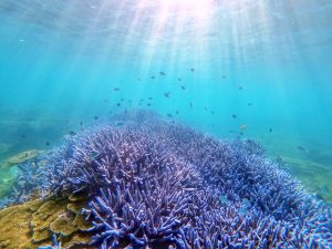 ▲全台唯一國家海洋公園「南方四島國家公園」，可以觀賞國際級的七彩珊瑚礁群。（圖／KLOOK提供）