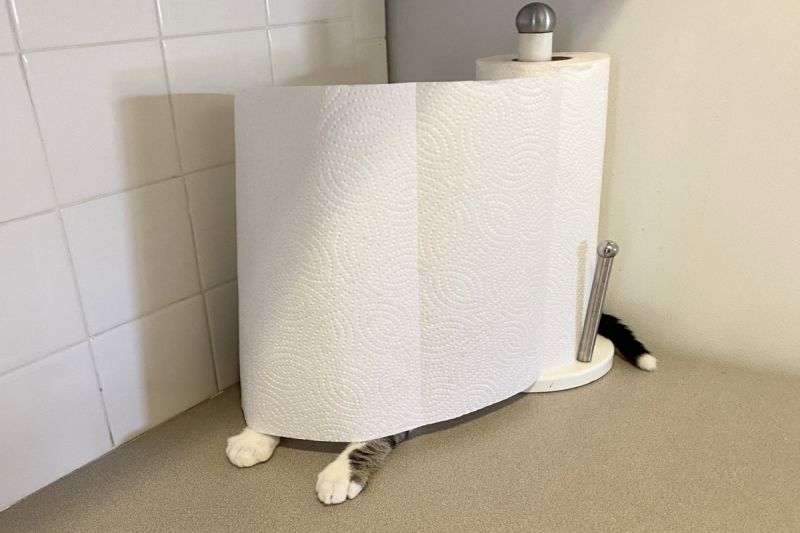 ▲美國一名飼主找不到愛貓，最後發現牠偽裝成餐巾紙！（圖／推特帳號DustinGrowick）