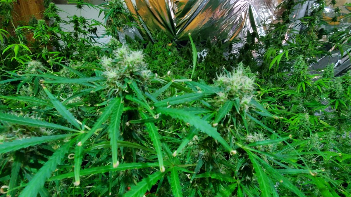 ▲從西班牙、義大利走私毒品　闖關失敗露餡（示意圖，pixabay）