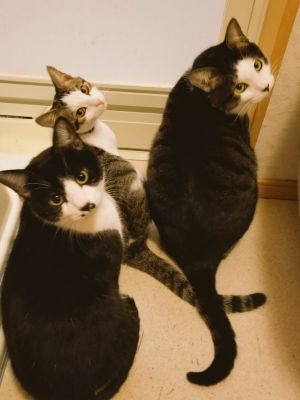 ▲推主家裡養了三隻貓咪。（圖／推特帳號k82gwixEBBMgEQn）
