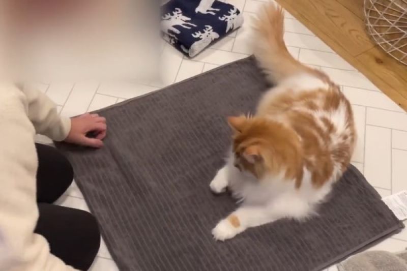 ▲日本一名飼主在黏毛巾上的貓毛時，卻遭遇自家主子輪流來干擾！（圖／推特帳號potechi_nikki）