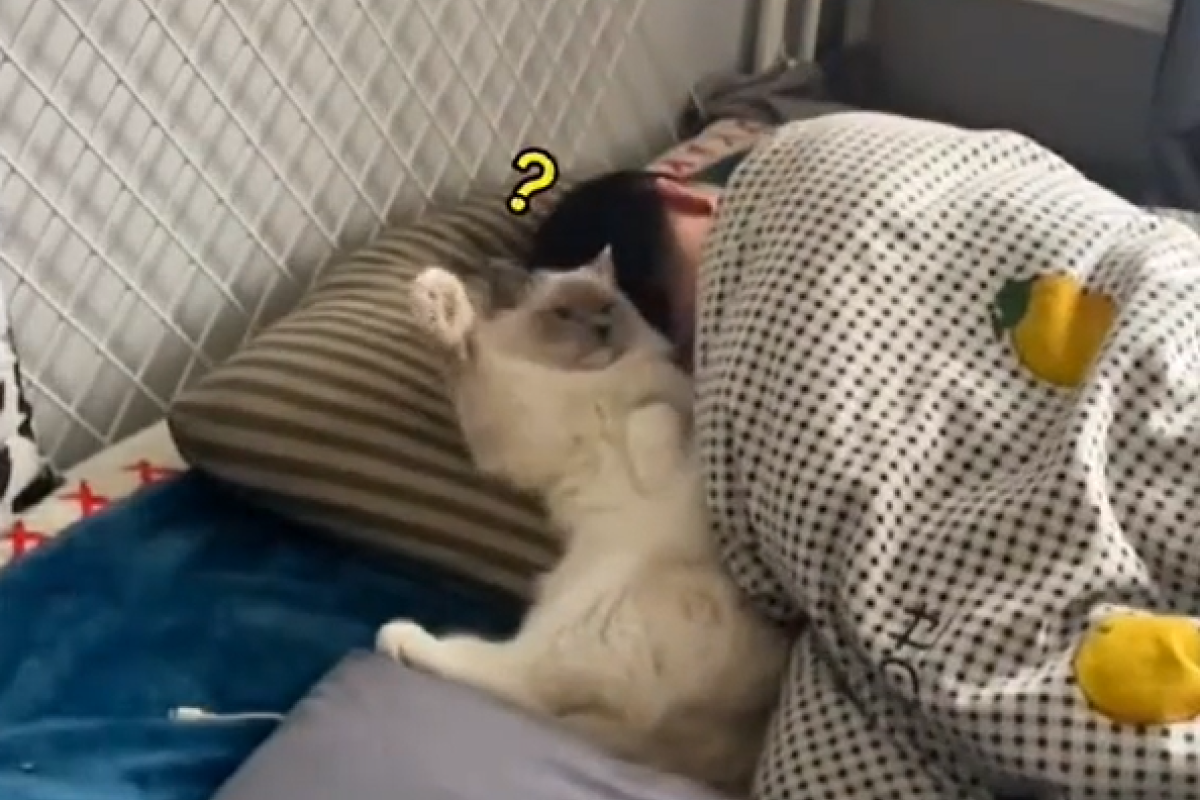 ▲飼主睡覺翻身，撒嬌貓不服竟不與牠面對面，來回鬥個Ｎ百遍。（圖／抖音：鬧鐘喵小七） 
