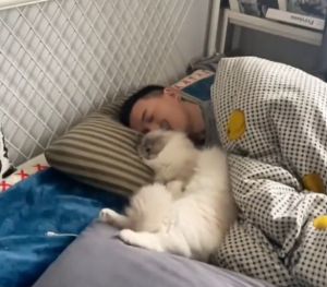 ▲貓咪小七非常喜歡窩在主人臉邊睡覺。（圖／抖音：鬧鐘喵小七） 