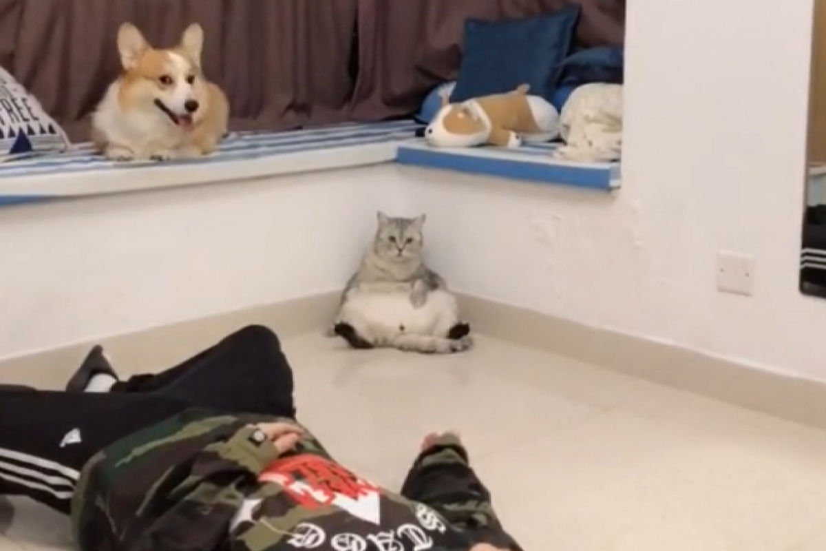 ▲飼主倒在地上想觀察寵物反應，沒想到柯基笑著看人類表演，貓貓則完全不在服務區。（圖／抖音：毛筆他爹啊） 