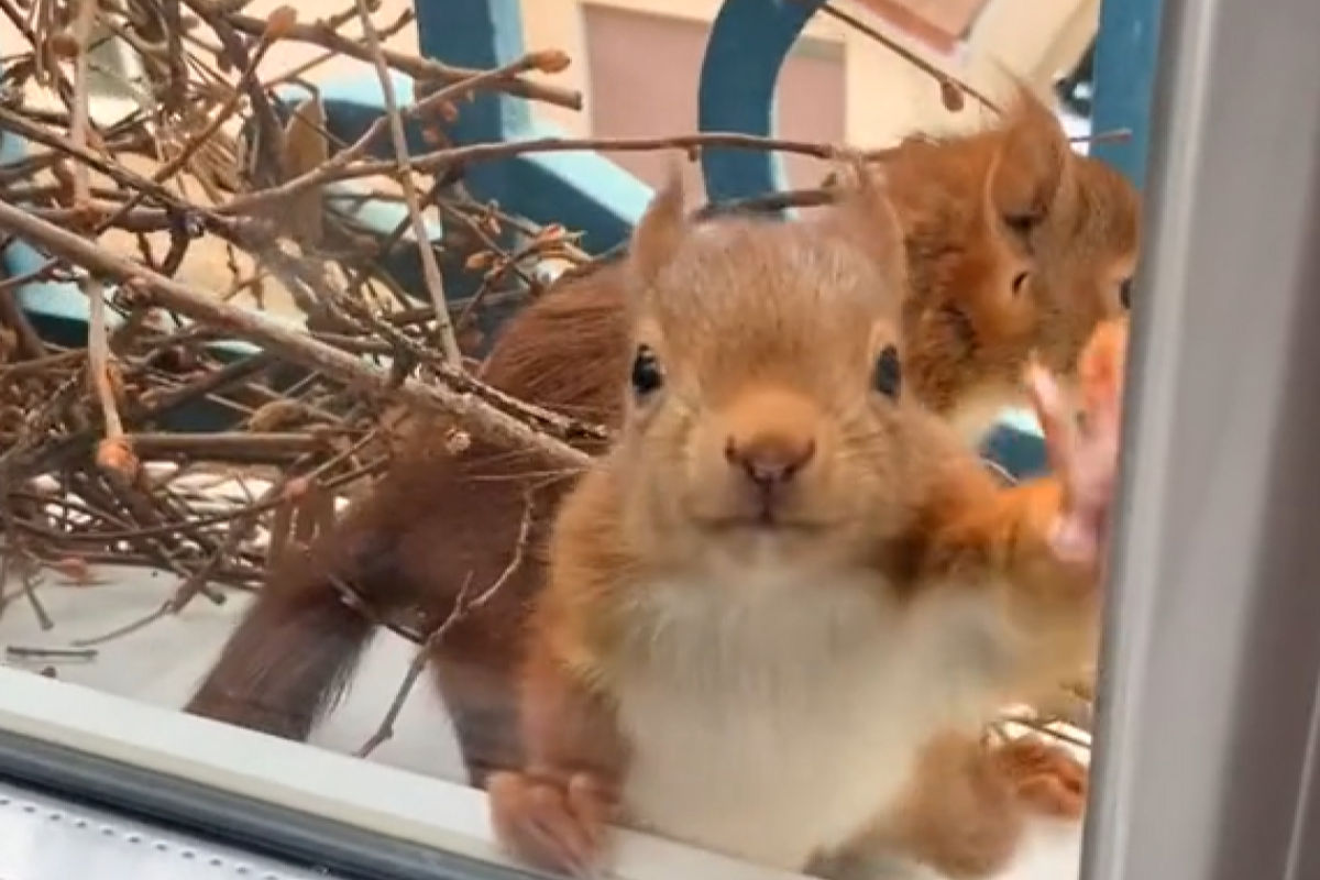 ▲松鼠搬進窗台當鄰居，黑貓每日守窗前觀察：「你今天生了嗎？」（圖／TiKTok：biscotteestunestar） 