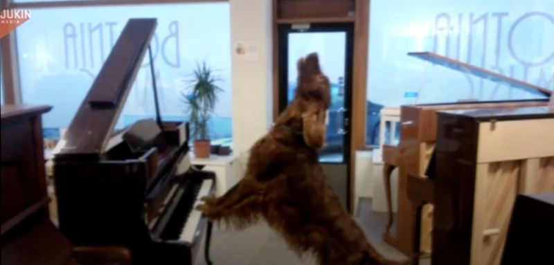 連彈三台鋼琴！狗狗「自帶歌聲」節奏超強　飼主一旁傻眼
