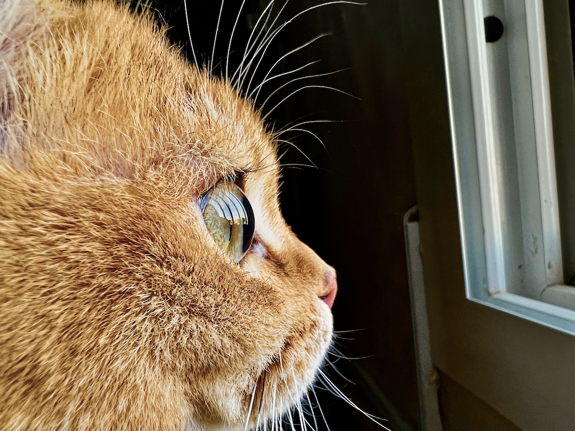 ▲蘋果舉辦微距攝影 Shot on iPhone Challenge，邀請 iPhone 13 Pro 和 iPhone 13 Pro Max 使用者放大展現微小事物。(圖／官方提供)