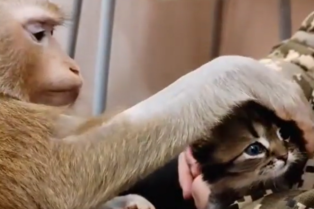 ▲猴猴也是貓奴？牠輕輕撫摸，眼神充滿溫柔，畫面超暖心。（圖／Instagram：frau.luda） 