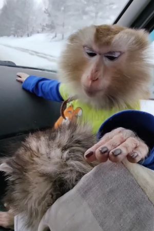 ▲猴子輕輕摸上貓咪的頭部。（圖／Instagram：frau.luda）